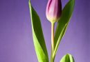 Forvandl din have til en farverig tulipantræoase